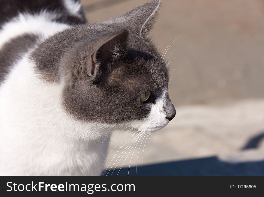 Young Cat Portrait ,a close up view .