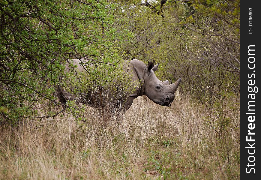 Rhino Hiding In The Bush