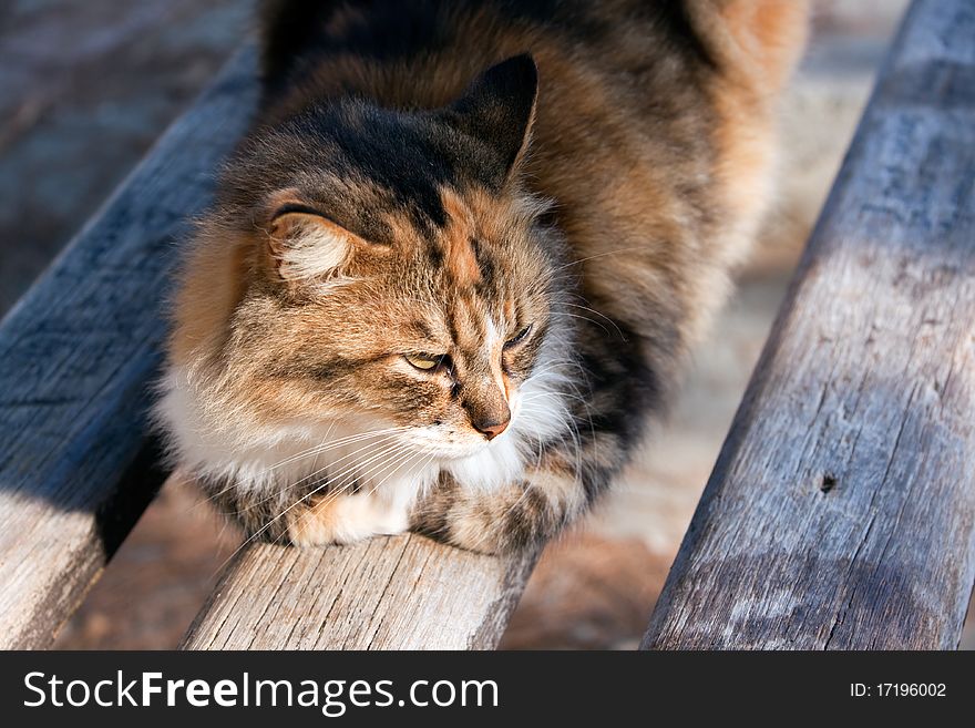 Cat Portrait ,a close up view