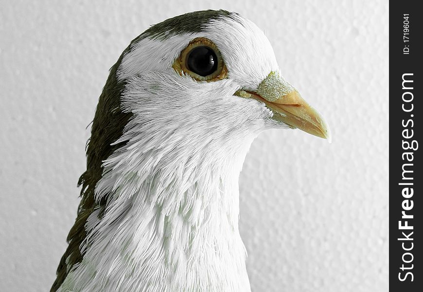 A brown and white pigeon posing for camera.