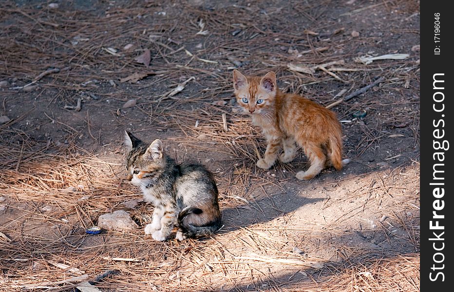 Baby Cats Portrait ,a close up view .