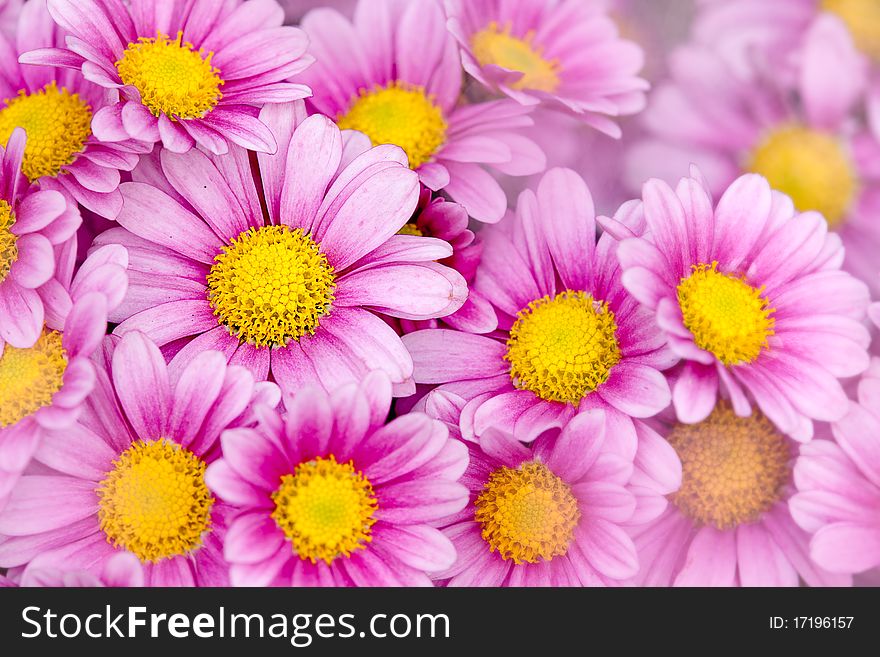 Detail of beautiful chrysanthemum for background or others purpose use