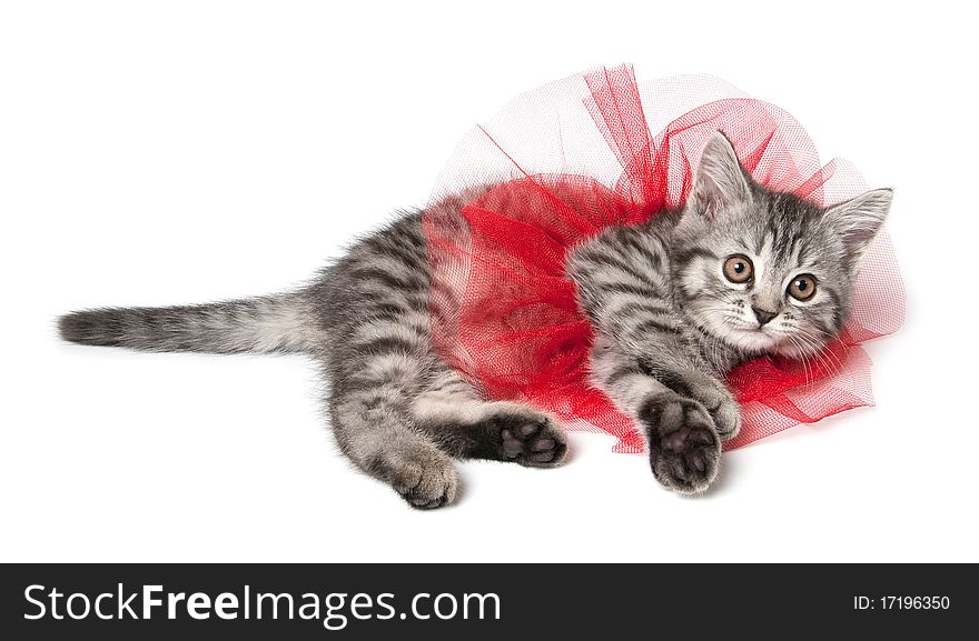 Isolated grey kitten with funny red skirt