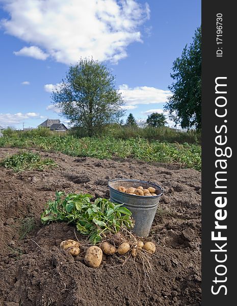 Freshly harvested organic potatoes with greenery. Freshly harvested organic potatoes with greenery