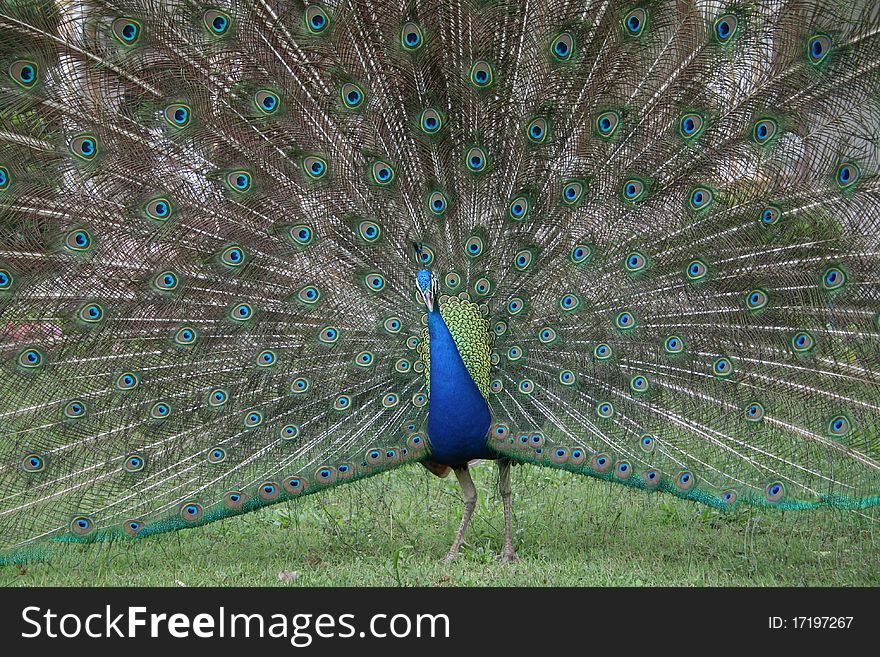 A  peacock  is strut  about  with  tail-feathers  spread