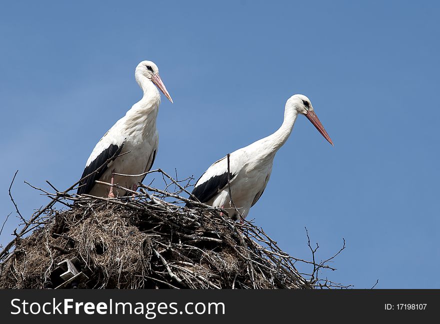 Storks in their nest under a clean blue sky