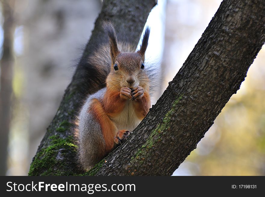 Red squirrel looks at the photographer. Red squirrel looks at the photographer.