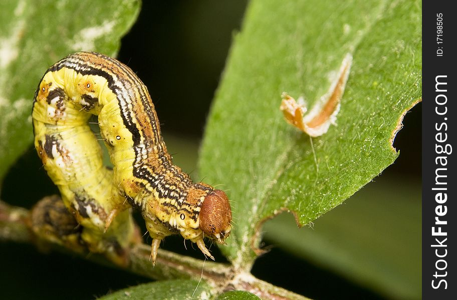 Erannis defoliaria the larva of a dangerous pest of trees