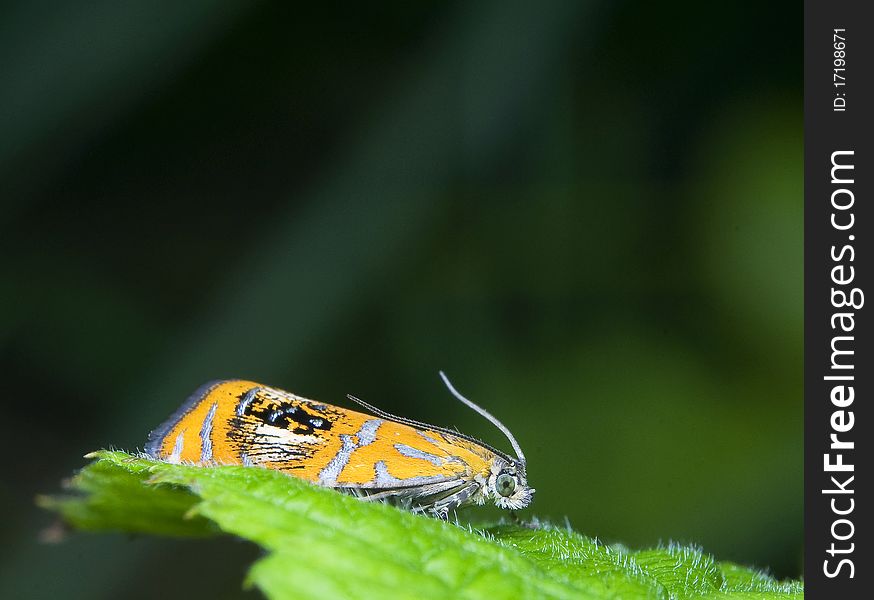 Olethreutes arcuella small colorful moth