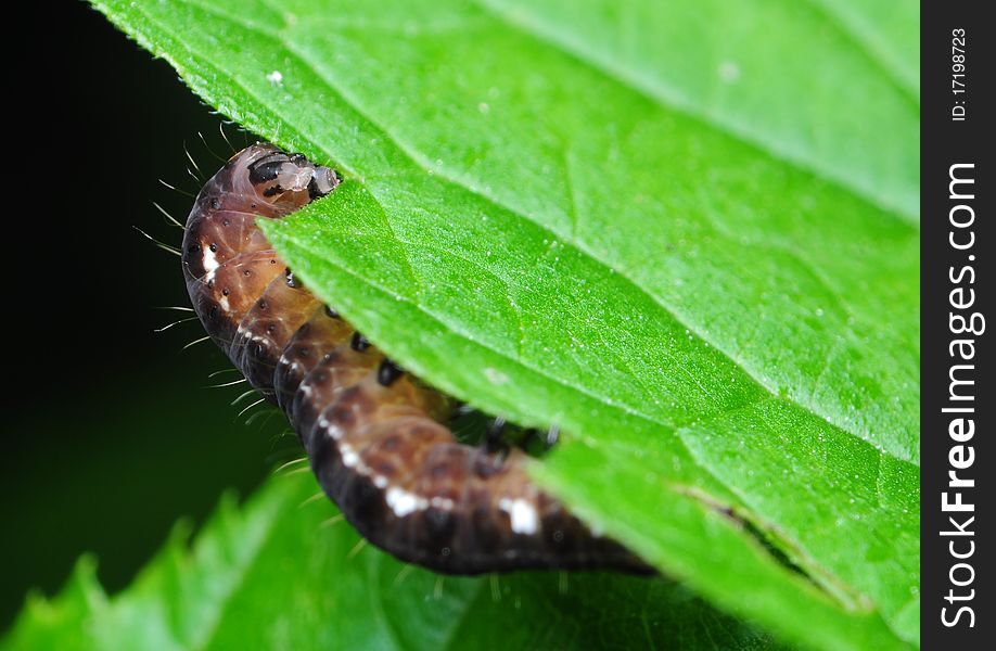 Eupsilia transversa leaf eating caterpillar