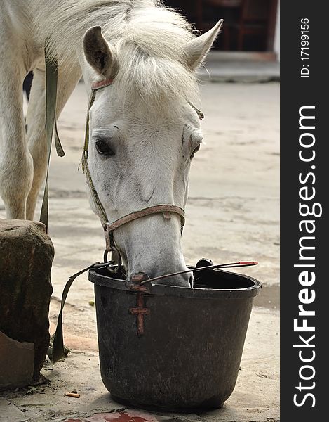 Profile of white horse taking a drink of water. Profile of white horse taking a drink of water