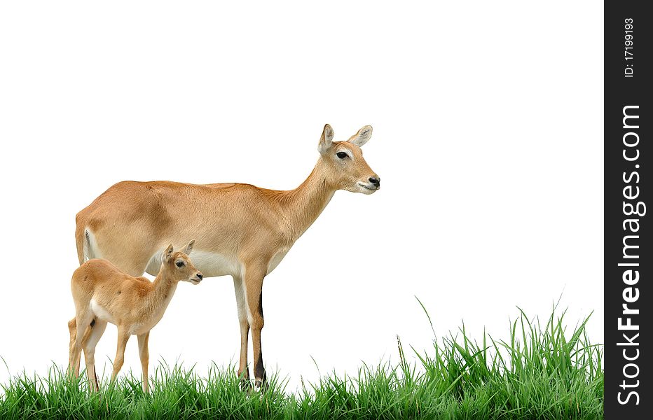 Red lechwe and baby with green grass isolated