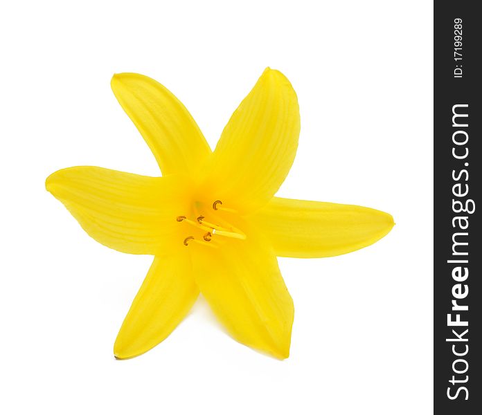 Picture of yellow lily on a white background