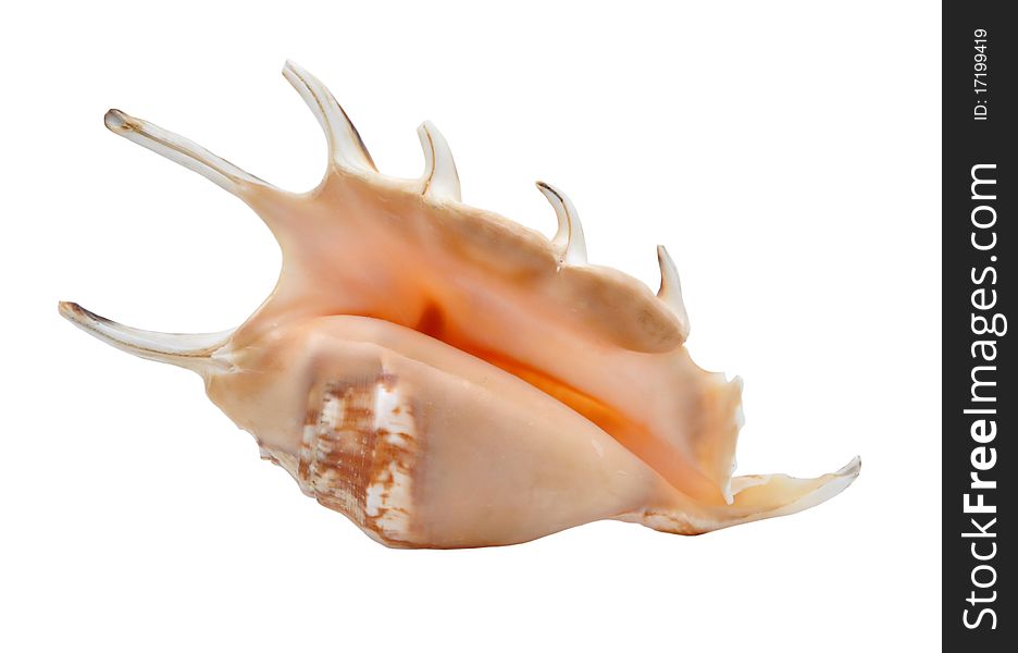 Picture of marine cockleshell on a white background