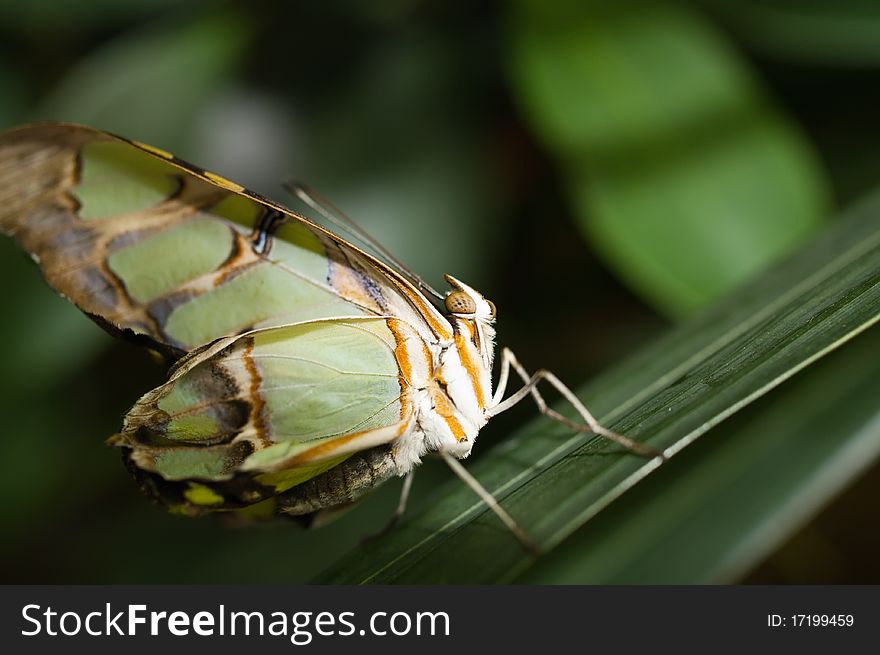 Beautiful butterfly on a green leaf