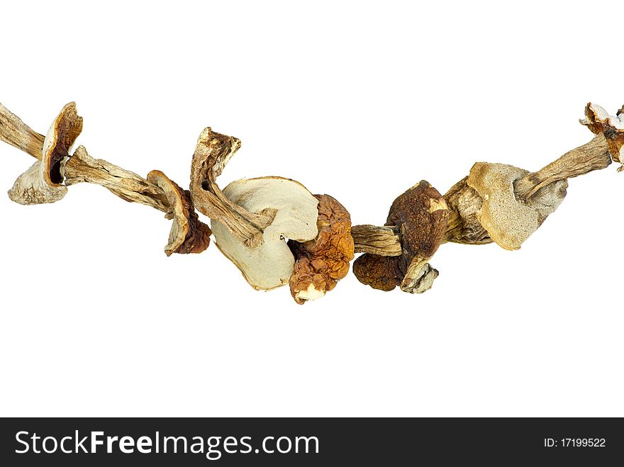 Dried cepe mushrooms on the rope isolated on the white background