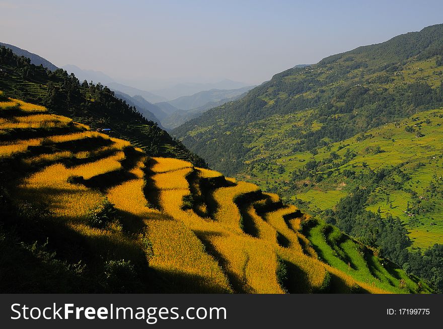 View of the lush green rice paddy field in Pothana ,Nepal.