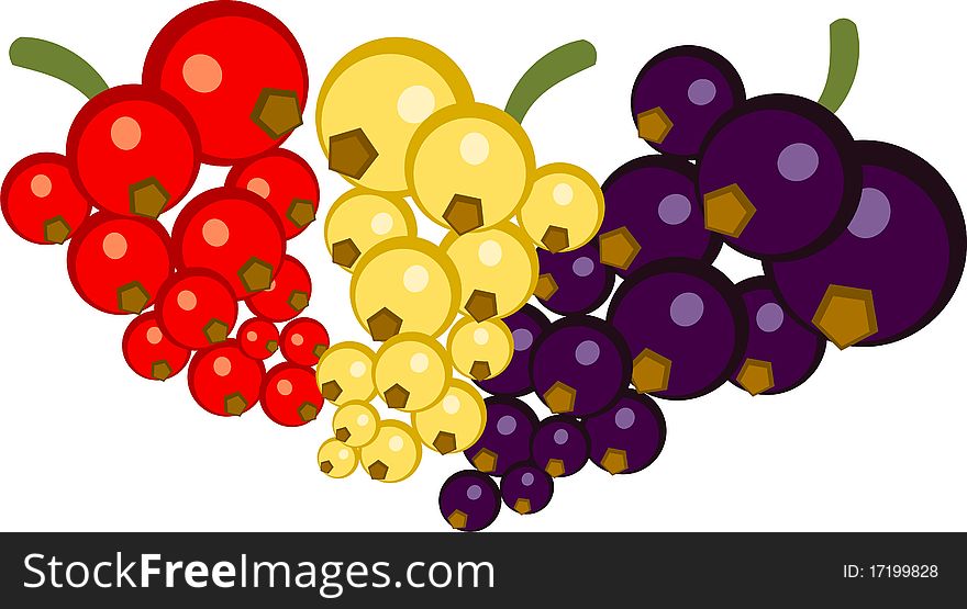 Sprigs of red, white and black currants