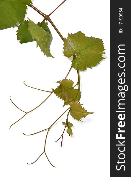 Vine Branch