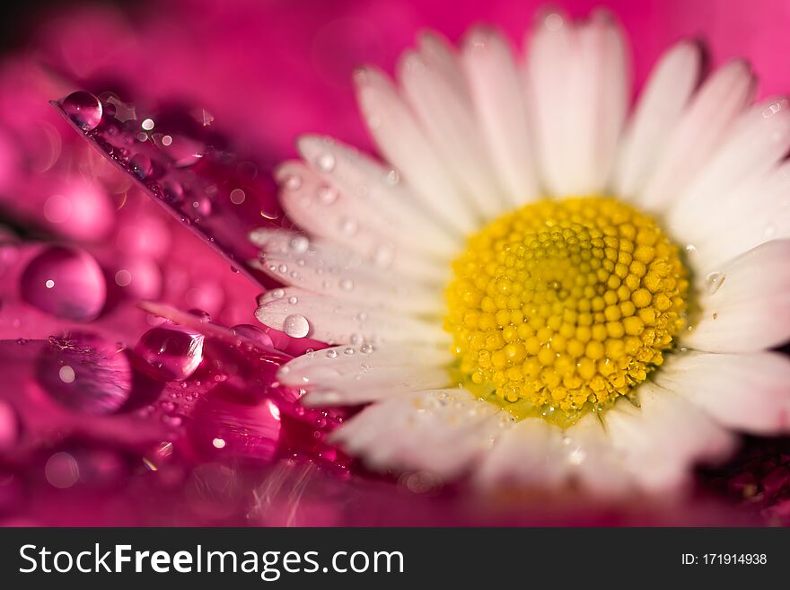 Vibrant pink and white daisy flowers with shiny waterdrops  abstract background macro