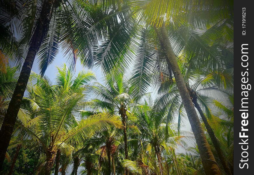 Palm and sky. Costa Rica paradise. Beach Time