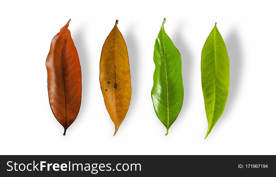 Set Autumn Color leaves isolated on white background with clipping path, Leaves of Longan. Set Autumn Color leaves isolated on white background with clipping path, Leaves of Longan