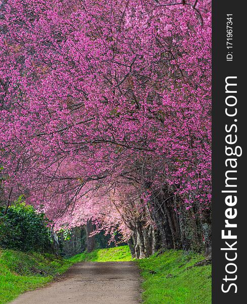 Beautiful cherry blossoms in full bloom pathway in Khun Wang Chiang Mai, Thailand