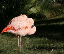 Flamingos With Dark Background Royalty Free Stock Photos Flamingos With Dark Background Royalty Free Stock Photos