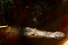 Crocodile Royalty Free Stock Photo Crocodile Royalty Free Stock Photo