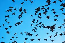 Flying Pigeons Royalty Free Stock Image Flying Pigeons Royalty Free Stock Image
