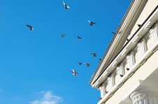 Flying Pigeons Stock Images