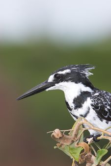 Pied Kingfisher Profile Stock Photos Pied Kingfisher Profile Stock Photos