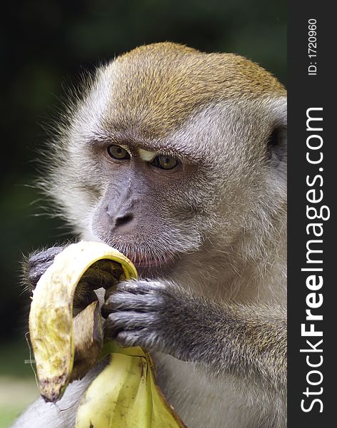 A long tailed macaque monkey eating a banana. Scientific name is Macaca fascicularis. Adult male. A long tailed macaque monkey eating a banana. Scientific name is Macaca fascicularis. Adult male.
