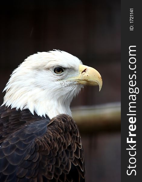 Side profile of a Bald Eagle