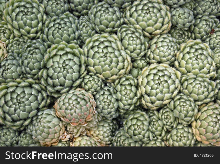 A large cluster of small, tight, succulent rosettes with velvety gray-green leaves. Botanical Name: Rosularia chrysantha. Common Name: Hens and Chicks