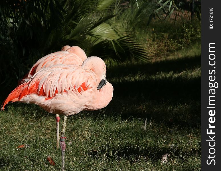 Bright pink, orange colored flamingos against a deep green background. Bright pink, orange colored flamingos against a deep green background