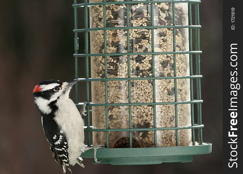 Hungry Woodpecker