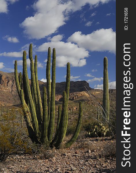 Organ Pipe and a Saguaro Cactus at Organ Pipe National Monument. Organ Pipe and a Saguaro Cactus at Organ Pipe National Monument