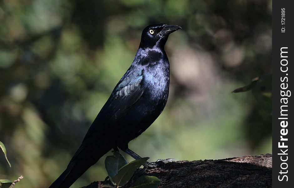 Great Tailed Grackle sitting on a tree branch.
