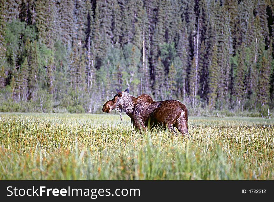 Moose in native marshland, british columbia. Moose in native marshland, british columbia