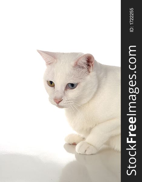 A white cat with one blue eye and one yellow eye against a white background. A white cat with one blue eye and one yellow eye against a white background.
