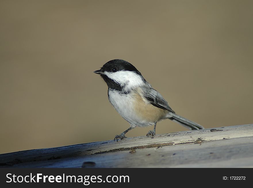 A chickadee perched on a deck. A chickadee perched on a deck.
