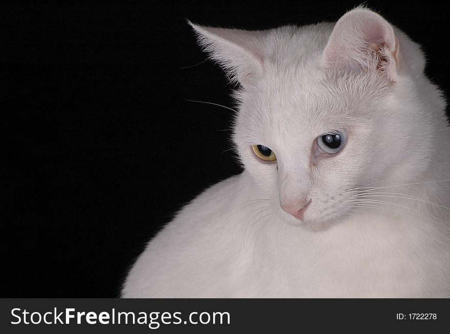 A white cat with one yellow and one blue eye against a black background. A white cat with one yellow and one blue eye against a black background.