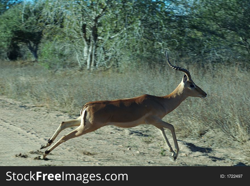 Impala leaping across a dirt road, motion blur