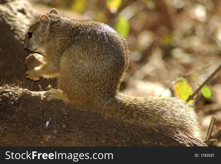 a squirrel on a branch, holding a nut