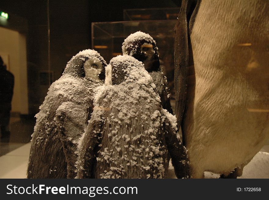 Baby penguins in the zoo