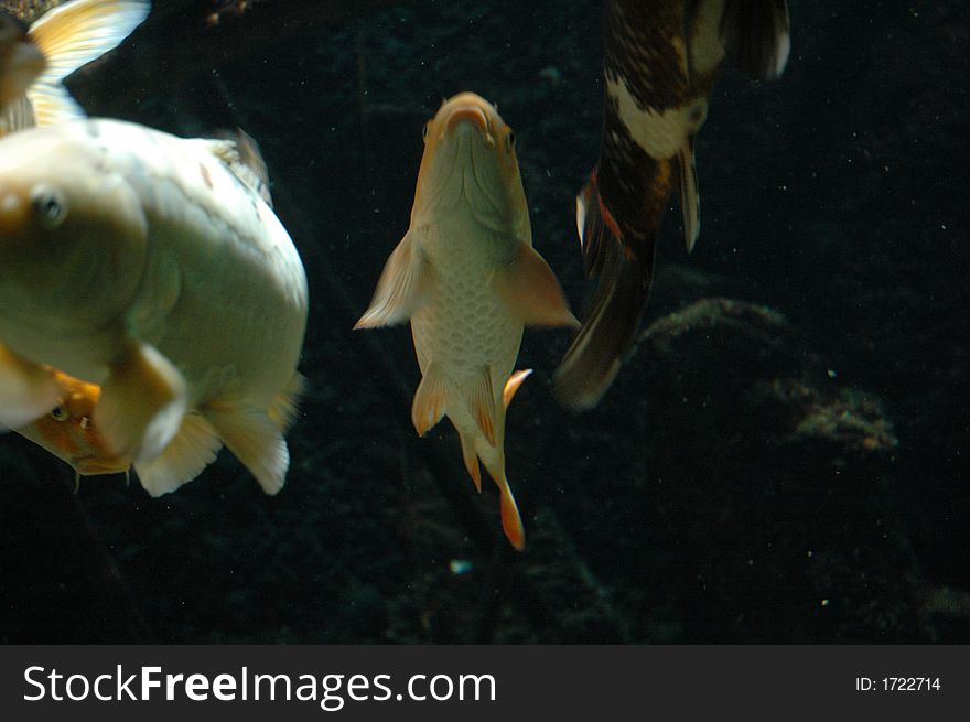 Fish in the zoo, in a fish tank