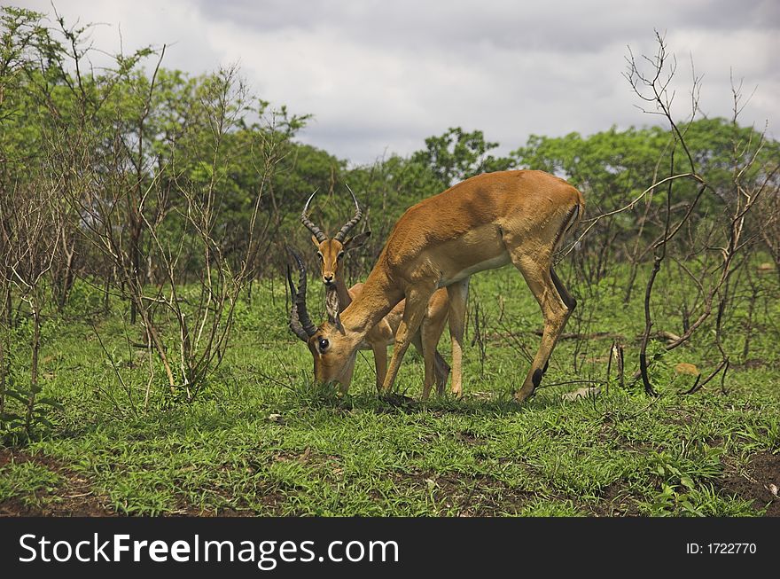 Impalas in south african park. Impalas in south african park