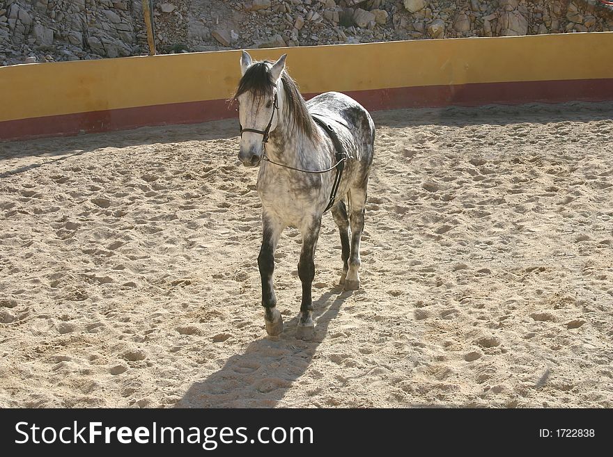 Spanish stallion in a training ring