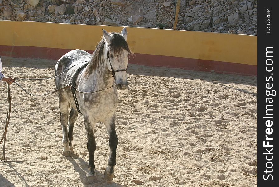 Spanish stallion in a training ring
